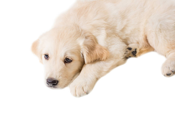 puppy golden retriever op een witte achtergrond - Foto, afbeelding