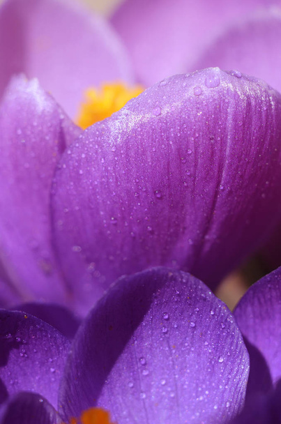De belles premières fleurs printanières crocus fleurissent sous un soleil éclatant. Macro shot de fleur sous les gouttes de rosée
 - Photo, image