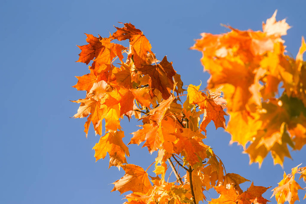 Hermosas y coloridas hojas de otoño de arce en el parque. El color vivo de los árboles caídos. Hermoso paisaje de otoño
. - Foto, Imagen