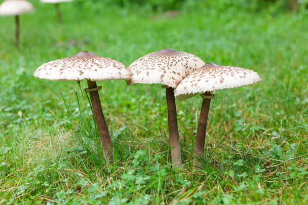 Зелёный гриб на зелёной траве
 - Фото, изображение