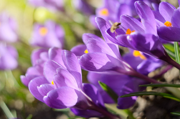 Красивые первые весенние крокусы цветут под ярким солнечным светом. Весенние праздники
 - Фото, изображение