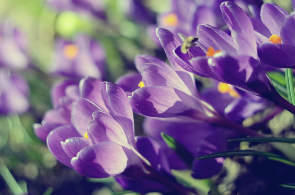 Красиві перші весняні квіти крокуси цвітуть під яскравим сонячним світлом. Вінтажне фільтроване компонування. Весняні канікули фон
 - Фото, зображення