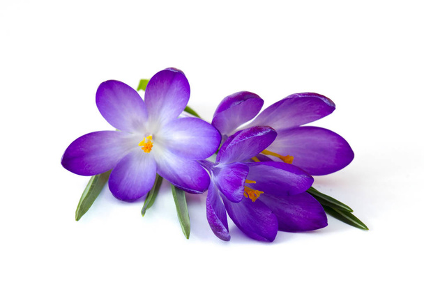 El azafrán - una de las primeras flores primaverales - Foto, Imagen
