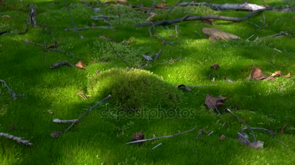 緑の苔のクローズ アップ - 映像、動画