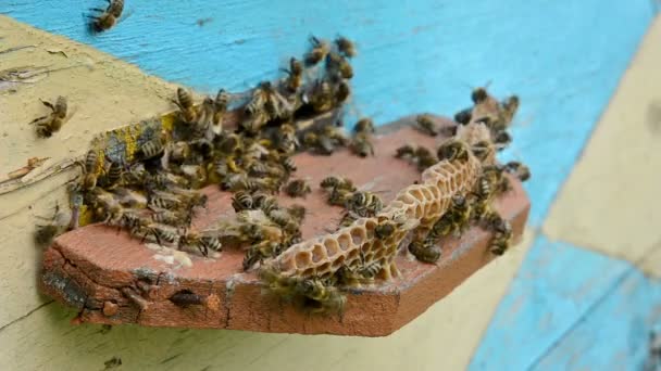 μέλισσες από το μελίσσι. - Πλάνα, βίντεο