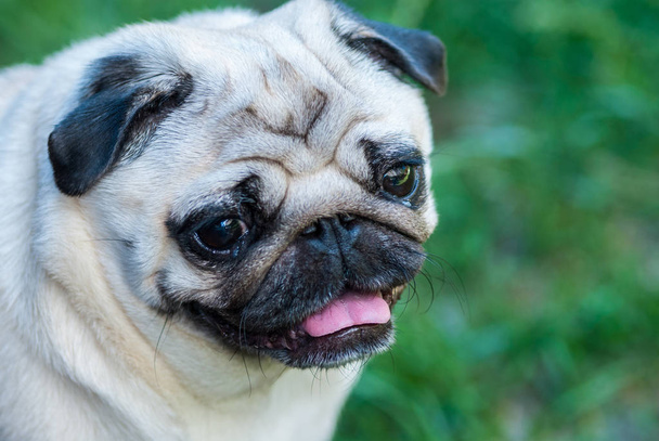 Портрет домашнего животного - собаки породы мопсов
 - Фото, изображение