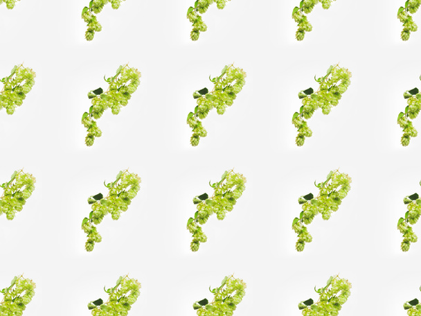 hops with green leaves - Foto, imagen