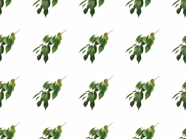 緑の葉と枝 - 写真・画像