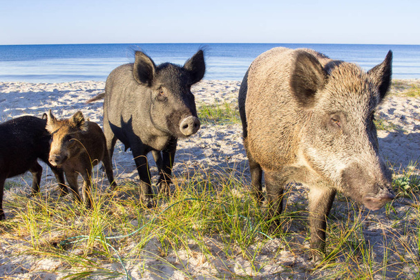 Familie der Wildschweine posiert auf dem Sand der Küste - Foto, Bild