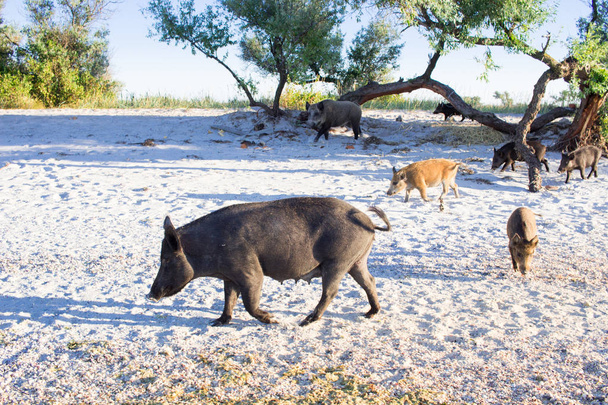Семья диких свиней гуляет по берегу моря
 - Фото, изображение