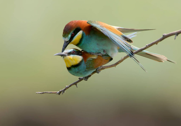 European bee eaters are mated on a branch. - Photo, Image