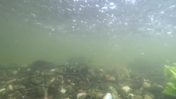 Ψάρεμα στην ροή ποταμού και ρευμάτων - Πλάνα, βίντεο