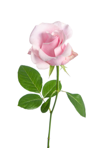 single pink rose isolated on white background - Fotó, kép