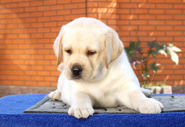 un piccolo cucciolo labrador su sfondo blu - Foto, immagini