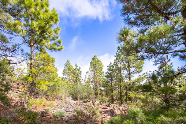 The Canarian pines - Photo, Image