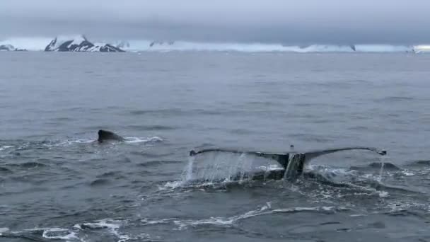A close-up of the whale tails in the ocean. - Footage, Video