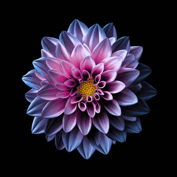 黒にピンクと紫の花ダリア マクロ分離シュール ダーク クローム - 写真・画像