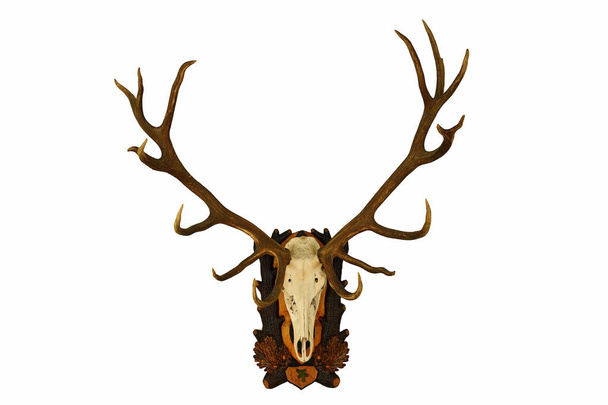 beautiful large red deer trophy over white - Photo, Image