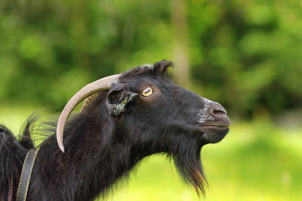 Siyah sakallı keçi portre - Fotoğraf, Görsel