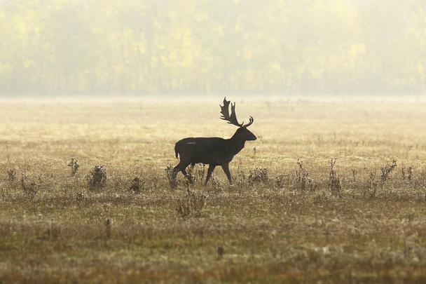 daňci jelena v krásné podzimní světle - Fotografie, Obrázek