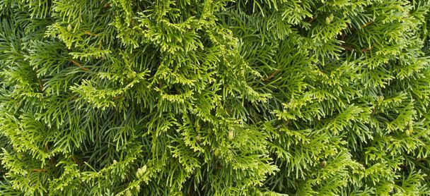 Green thuja hedges natural background - Fotó, kép