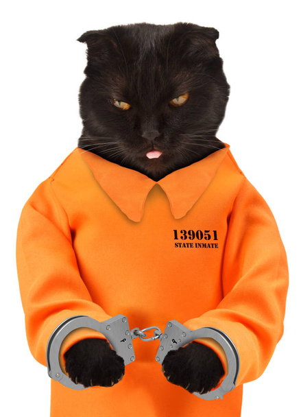 Μαύρη γάτα σε ένα χειροπέδες - Φωτογραφία, εικόνα