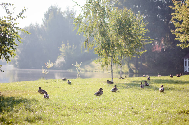 Ducks walking on the grass. - Photo, Image