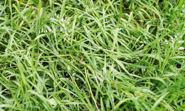The texture is green grass  - Фото, зображення