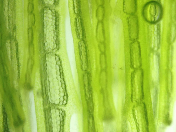 zoom microorganism algae cell - Fotografie, Obrázek