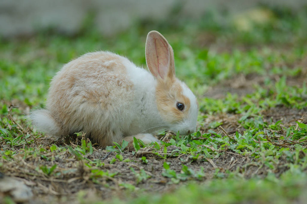 kleines Kaninchen auf grünem Gras - Foto, Bild