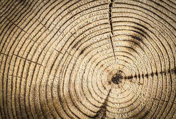Cut tree trunk - Foto, immagini