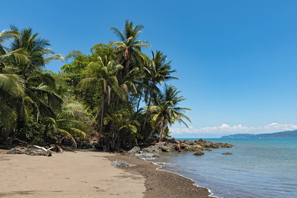 Palmy na plaży w zatoce Drake, Costa Rica - Zdjęcie, obraz