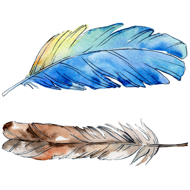 Watercolor bird feather from wing isolated. - Photo, Image