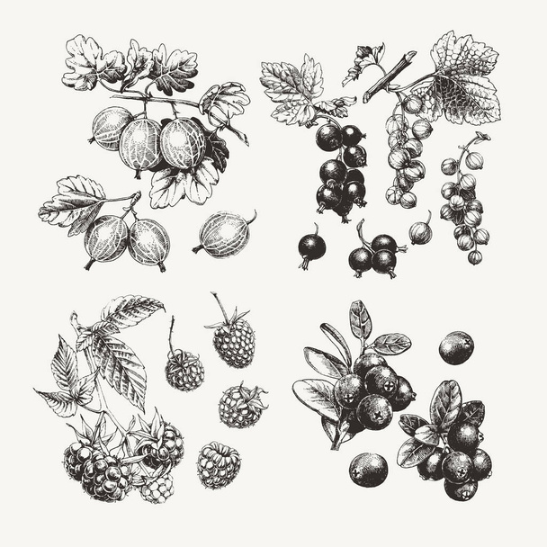  Tusche zeichnen Beeren - Vektor, Bild
