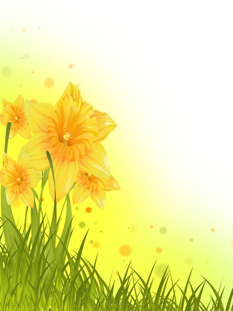 Daffodils - Fotoğraf, Görsel