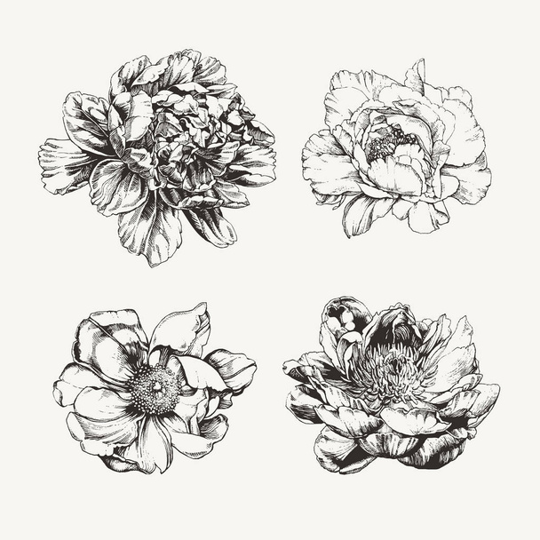 Ink drawn peony flowers - Vector, Image