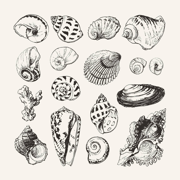 Tinta dibujada conchas marinas y caracoles
 - Vector, Imagen