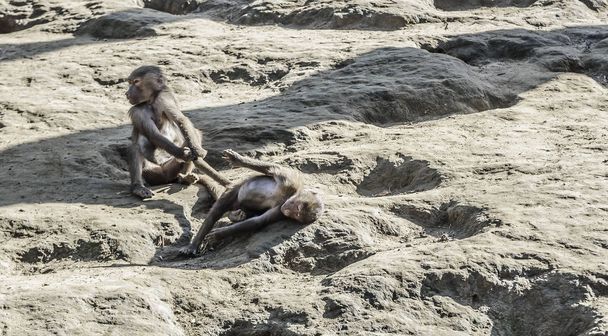 Junge Affen spielen miteinander. - Foto, Bild