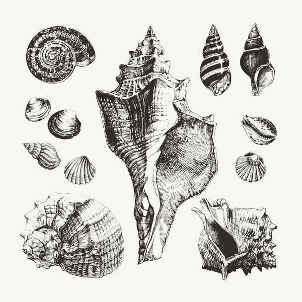 Ink drawn seashells and snails - Vector, Image
