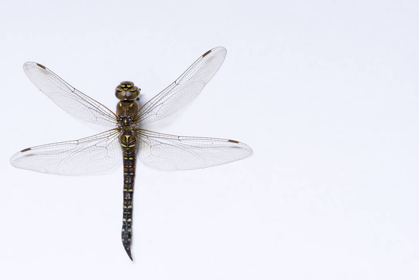 Makrovalokuva sudenkorento
 - Valokuva, kuva