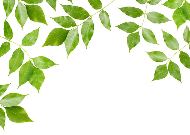Green leaves on white background - Photo, Image