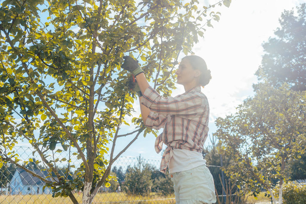 Hedelmäpuuta tarkastava nainen
 - Valokuva, kuva