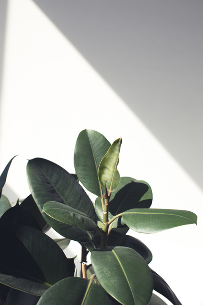 pianta di ficus con luce solare
 - Foto, immagini