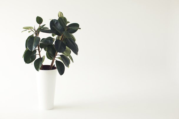 potted ficus plant - Foto, afbeelding