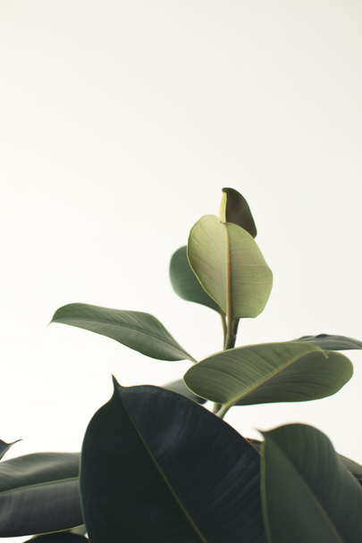 planta de ficus verde
 - Foto, Imagem