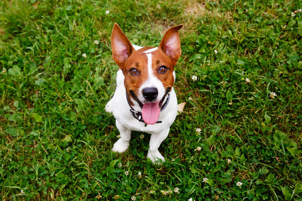 Jack Russell Terrier - Фото, зображення