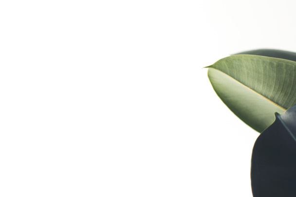 white background with ficus leaves - Foto, Imagen