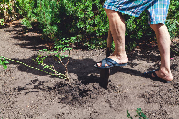 man digs bush of roses with  shovel in afternoon - Photo, image