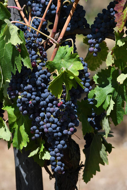 racimo de uvas en un viñedo en chianti. Toscana, Italia
. - Foto, imagen