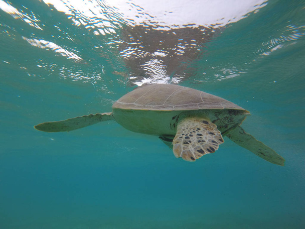 Marine Turtle in een baai in Mexico - Foto, afbeelding